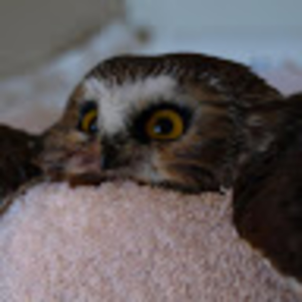 Meet your Posher, Ash